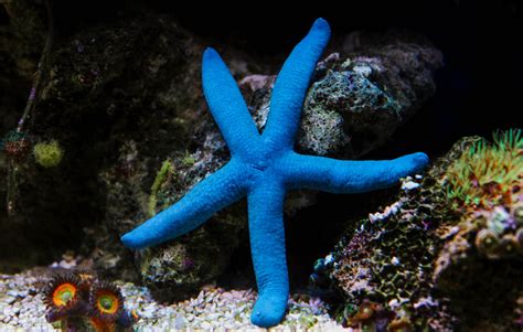 Snorkelling in Fiji | Mamanuca Islands | Tropica Island Resort