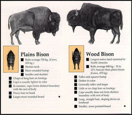 Wood Bison vs. Plains Bison | Buffalo animal, Bison, American bison