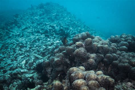 Hills of Dynamited Corals – Seaunseen