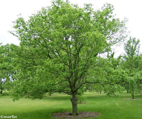 Common Hackberry Tree