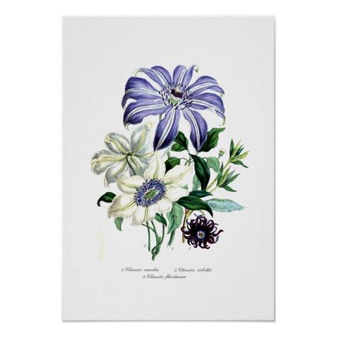 Clematis Poster Size Gender Unisex Age Group Adult Material