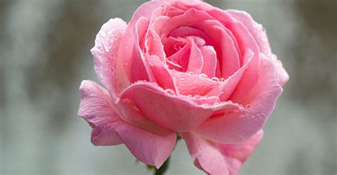 Pink Rose In Bloom · Free Stock Photo