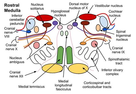 Neuro Cross-Sections | Physics books, Neuro, Medical school studying