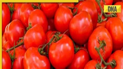 Tomato Prices Percent Rate Hike Likely New Rates May Cross Rs