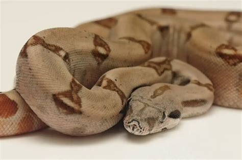 Boa Constrictor Morphs – 19 Morph List, Pictures & Descriptions