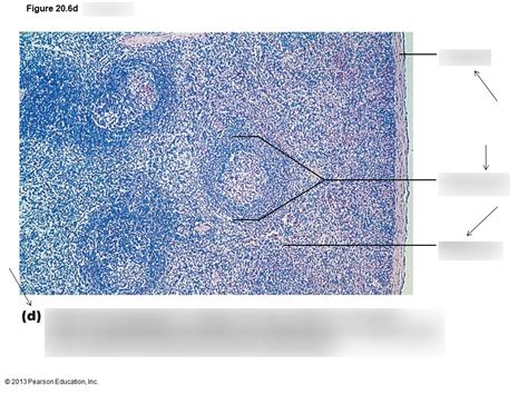 Spleen Cross Section Diagram Quizlet