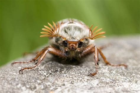 Cockchafer Beetle Photograph by Sinclair Stammers