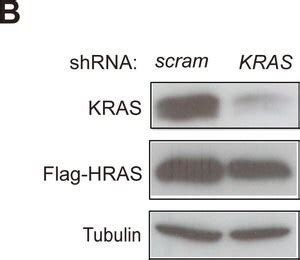 Clone Gtu Purified From Hybridoma Cell Culture