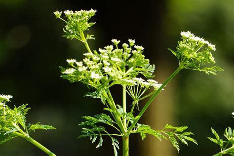 Poison Hemlock Vs Queen Annes Lace What Is The Difference Botany World