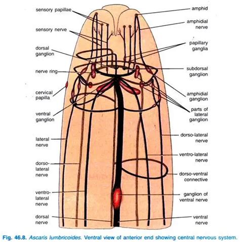 Ascaris Lumbricoides Morphology Life Cycle Diagnosis Treatments Prophylaxis Biology