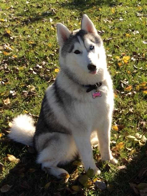790 Siberian Husky ideas in 2025 | siberian husky, husky, husky dogs