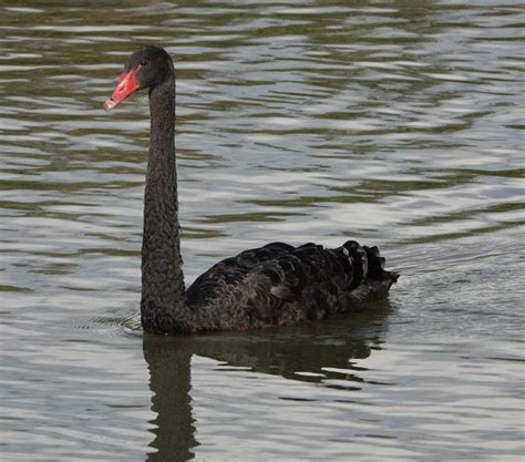 Cygne Noir Cygnus Atratus Observations Be