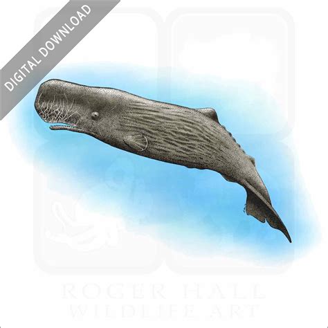 Clipart Sperm Whale Sperm Whale — Waquoit Bay Fish Company