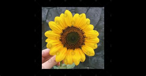 Hopi Sunflower Sunflower Sticker Teepublic