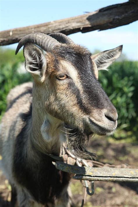 Goats In Nature Portrait Of A White Goat On A Summer Morning In The