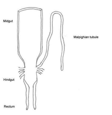 malpighian tubule system wikiwand