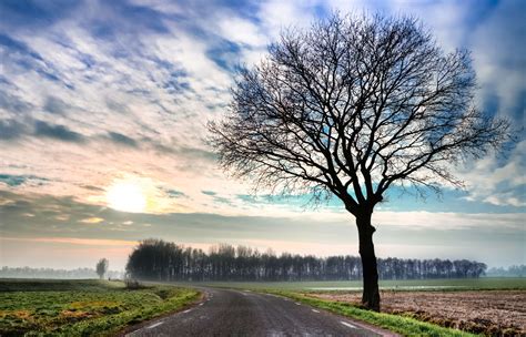 Asphalt Branches Bur Sky Clouds Cloudy Dawn Dusk Grass Grass