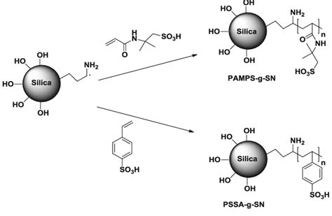 Mechanism of surface-initiated free radical polymerization of AMPS and... | Download Scientific ...