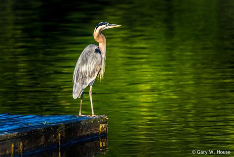 A Good Day At Bladensburg Waterfront Park 10 Bladensburg Flickr