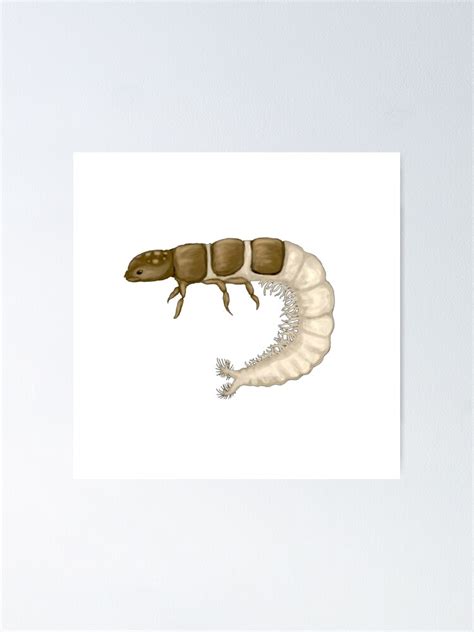 Caddisfly Larvae Poster For Sale By Dantebreso Redbubble