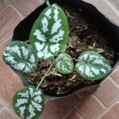 Keladi Mini Keladi Liliput Lazada Indonesia