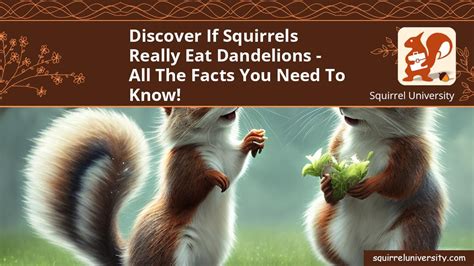 Discover If Squirrels Really Eat Dandelions All The Facts You Need To Know Squirrel University