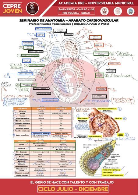 Aparato Cardiovascular Carlos Poma C Ceres Udocz