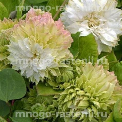 Саженцы Клематис крупноцветковый Сен-Но-Казе (Clematis variety Sen-no ...