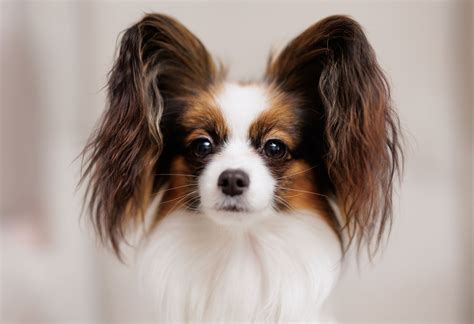 Papillon | Breed, Care, Upkeep, Temperament, Toy Dog, Intelligence ...