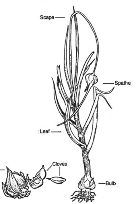 Parts Of Garlic