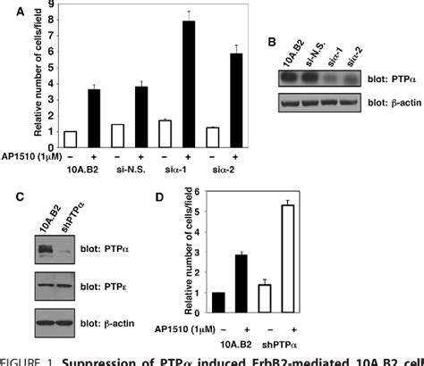 Figure 1 From Receptor Protein Tyrosine Phosphatase α Regulates Focal