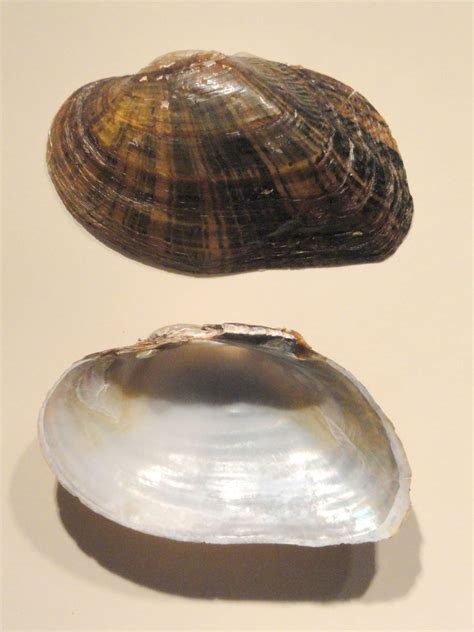 Alasmidonta varicosa | Vermont Atlas of Life