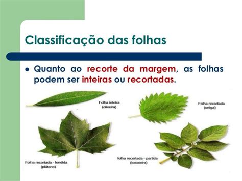 Quais São Os Tipos De Folhas? – O que são brácteas e qual sua função ...