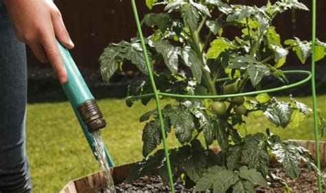 Мога ли да поливам доматите със студена вода? Какво ще се случи при ...