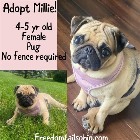 Adopt Millie Petite Pug Royalty in... - FREEdom Tails Ohio | Facebook