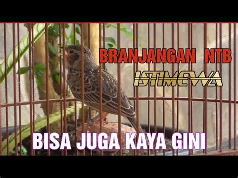 BRANJANGAN PARVA NTB ISTIMEWA YouTube