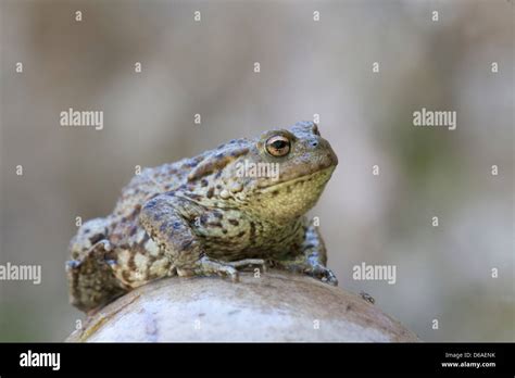 Bufo Bufo Common Toad Stock Photo Alamy