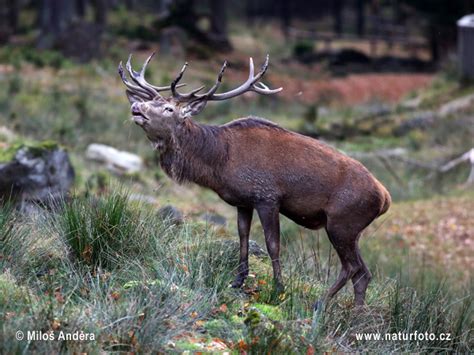 Cervus elaphus Photos, Cervus elaphus Images, Nature Wildlife Pictures ...