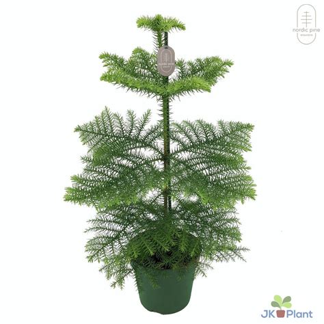 Araucaria Heterophylla Plant Wholesale Floraccess