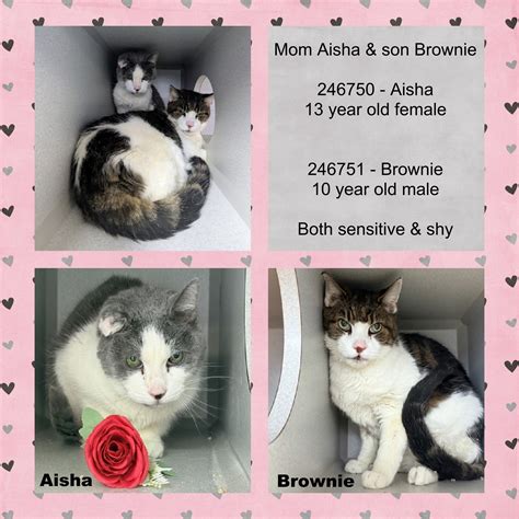 NYC - ***Pulled (unknown rescue)*** Adorable Aquamarine has mammary