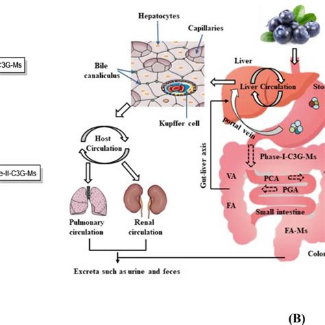 Phenolic Acid Metabolites And The Metabolic Process Of C G A The