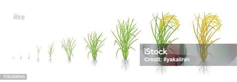 Growth Stages Of Rice Plant The Life Cycle Rice Increase Phases Oryza Sativa Ripening Period