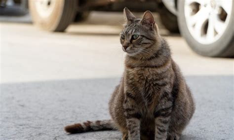 Wie Lange Sind Katzen Schwanger Murakami