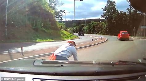 Footage Shows Kitten Being Thrown Out Of A Car Window On A Roundabout