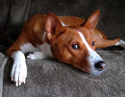 Басенджи: описание породы нелающих собак с фото и видео