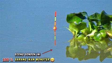 Panik Dua Pemancing Sampai Kuwalahan Dapat Ikan Nila Besar Mancing Di