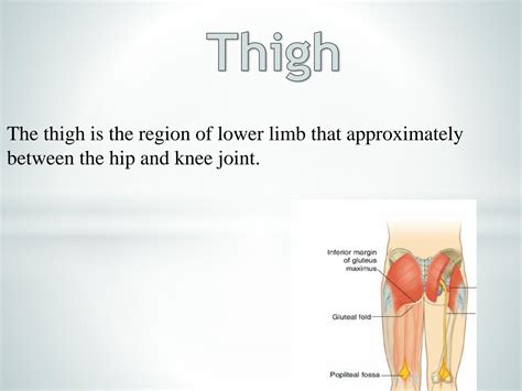 solution anatomy musculoskeletal systems regions  thigh studypool