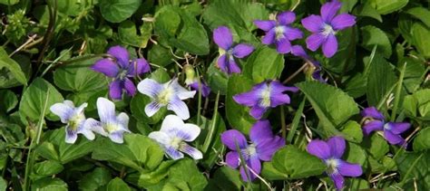 Eating The Weeds Violas Sweet Violets Dave S Garden