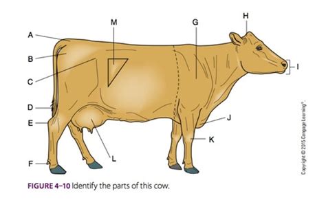 Bovine Parts Flashcards Quizlet