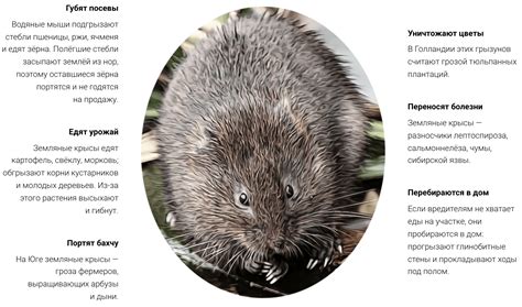 Как избавиться от земляных крыс на дачном участке - описание, фото ...